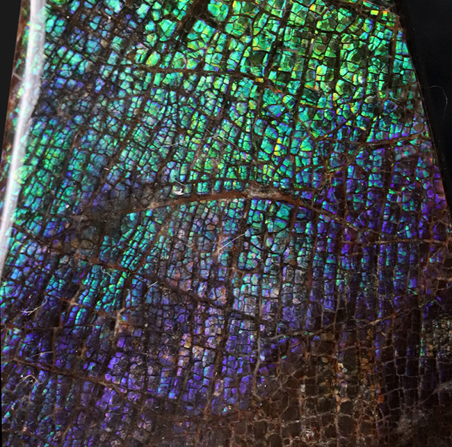 人気のドラゴンスキン!希少色とされるブルー&パープルを含む、極めて美しいアンモ”ラ”イト(Ammolite)の大型ピース(その5)