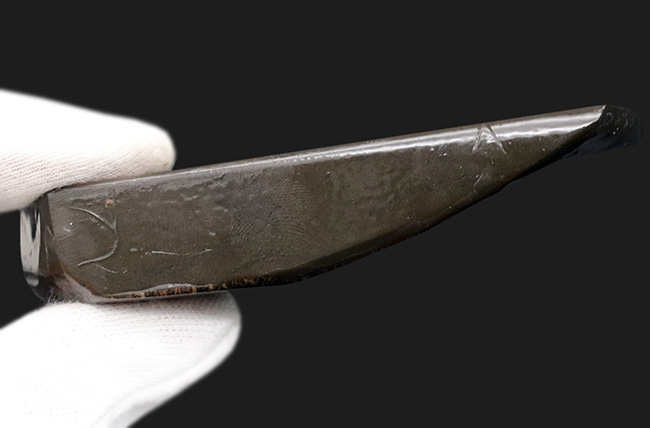 人気のドラゴンスキン!希少色とされるブルー&パープルを含む、極めて美しいアンモ”ラ”イト(Ammolite)の大型ピース(その7)
