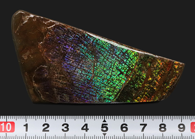 人気のドラゴンスキン！希少色とされるブルー＆パープルを含む、極めて美しいアンモ”ラ”イト（Ammolite）の大型ピース（その8）