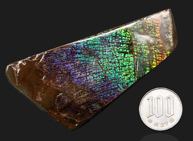 人気のドラゴンスキン!希少色とされるブルー&パープルを含む、極めて美しいアンモ”ラ”イト(Ammolite)の大型ピース(その9)