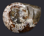 カラフル！ゴニアタイト（Goniatite）の化石