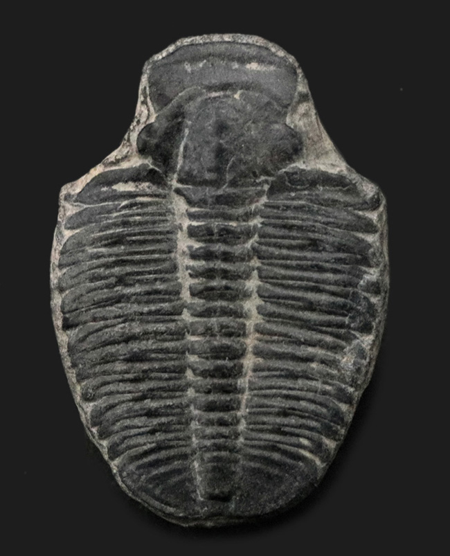 ビッグサイズ！カンブリア紀に生息した最初期の三葉虫、エルラシア・キンギ（Elrathia Kingi）の「大型」標本（その1）