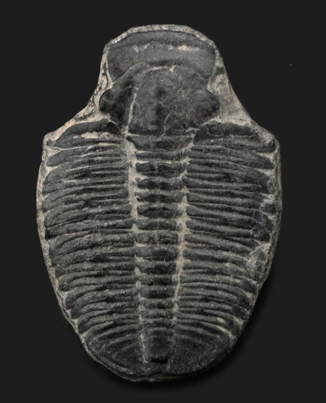 ビッグサイズ!カンブリア紀に生息した最初期の三葉虫、エルラシア・キンギ(Elrathia Kingi)の「大型」標本(その1)