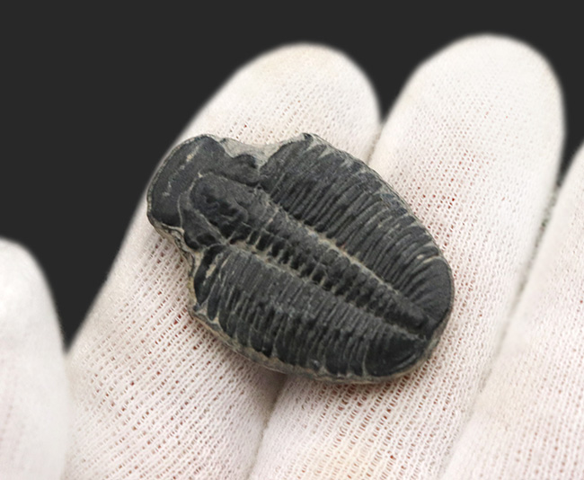 ビッグサイズ!カンブリア紀に生息した最初期の三葉虫、エルラシア・キンギ(Elrathia Kingi)の「大型」標本(その2)