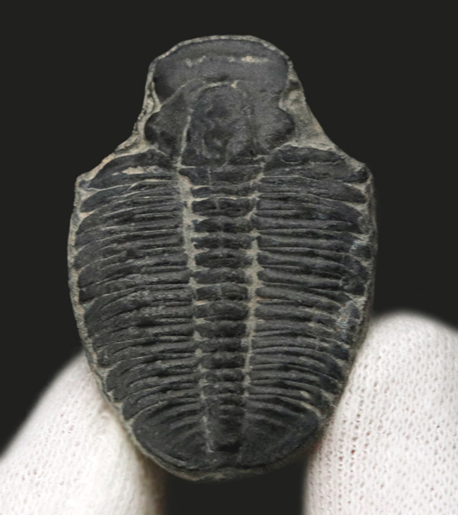 ビッグサイズ!カンブリア紀に生息した最初期の三葉虫、エルラシア・キンギ(Elrathia Kingi)の「大型」標本(その3)