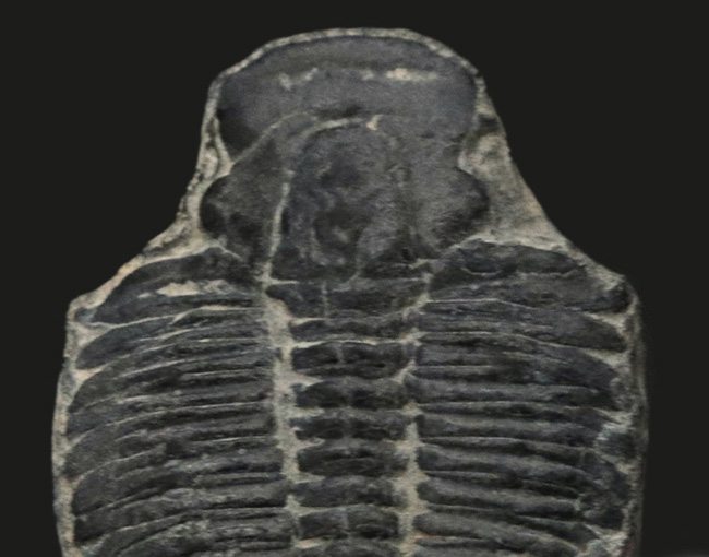 ビッグサイズ！カンブリア紀に生息した最初期の三葉虫、エルラシア・キンギ（Elrathia Kingi）の「大型」標本（その4）