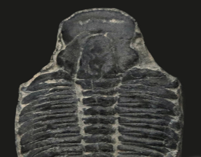ビッグサイズ!カンブリア紀に生息した最初期の三葉虫、エルラシア・キンギ(Elrathia Kingi)の「大型」標本(その4)