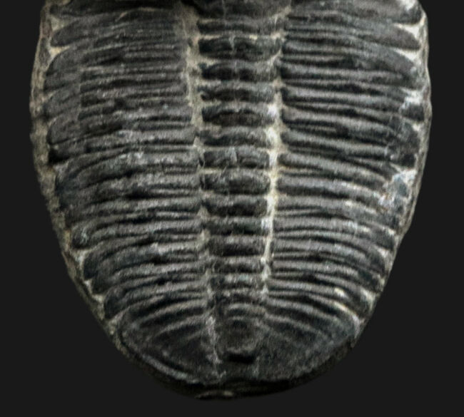 ビッグサイズ！カンブリア紀に生息した最初期の三葉虫、エルラシア・キンギ（Elrathia Kingi）の「大型」標本（その5）