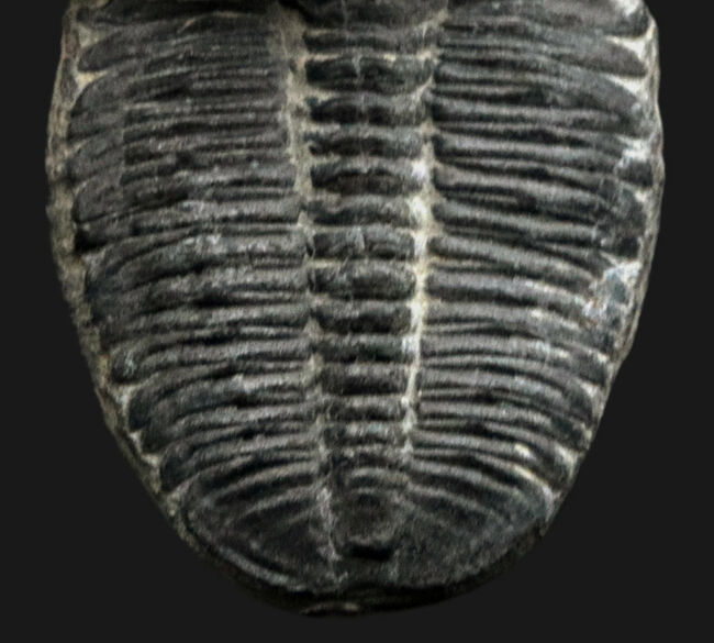 ビッグサイズ!カンブリア紀に生息した最初期の三葉虫、エルラシア・キンギ(Elrathia Kingi)の「大型」標本(その5)