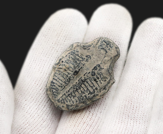 ビッグサイズ!カンブリア紀に生息した最初期の三葉虫、エルラシア・キンギ(Elrathia Kingi)の「大型」標本(その6)