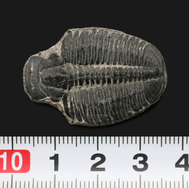 ビッグサイズ！カンブリア紀に生息した最初期の三葉虫、エルラシア・キンギ（Elrathia Kingi）の「大型」標本（その7）