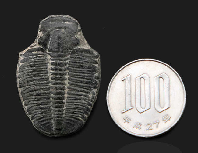 ビッグサイズ!カンブリア紀に生息した最初期の三葉虫、エルラシア・キンギ(Elrathia Kingi)の「大型」標本(その8)