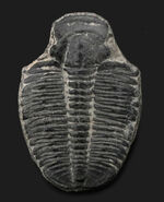 ビッグサイズ！カンブリア紀に生息した最初期の三葉虫、エルラシア・キンギ（Elrathia Kingi）の「大型」標本