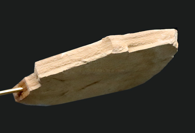 木製土台のおかげでデスク置きも可能！およそ５０００万年前の絶滅古代魚、ゴシウテクティス（Gosiutichtys）のマルチプレート化石（その4）