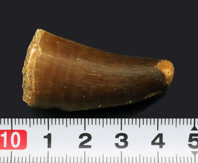 太い!白亜紀後期の海の支配的捕食者、モササウルス(Mosasaurus)の歯化石(その6)