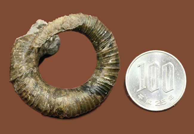 北海道小平町産　スカラリテス　スカヒテス　アンモナイト　化石 北海道小平町産 スカラリテス スカヒテス アンモナイト 化石