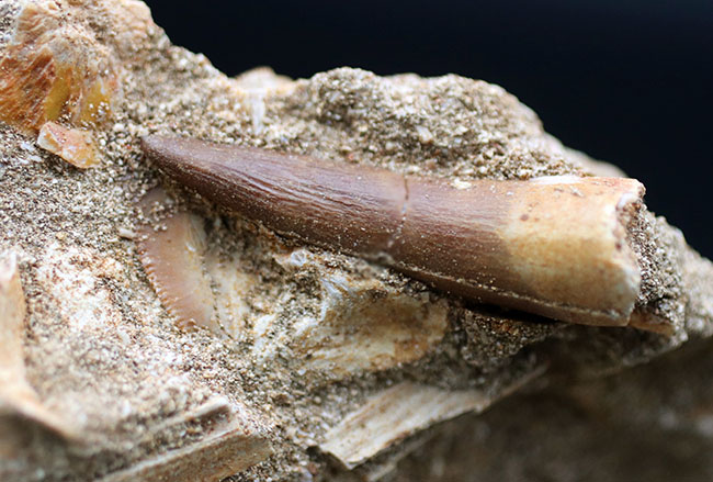 母岩には多数の顎骨の化石あり！ナチュラルかつ上質！エラスモサウルス科の首長竜、ザラファサウラ（Elasmosaurus）の歯化石（その1）