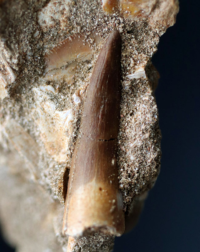 母岩には多数の顎骨の化石あり！ナチュラルかつ上質！エラスモサウルス科の首長竜、ザラファサウラ（Elasmosaurus）の歯化石（その3）