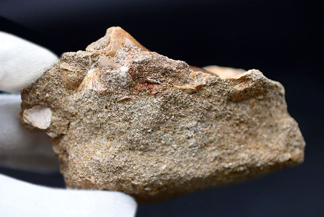 母岩には多数の顎骨の化石あり！ナチュラルかつ上質！エラスモサウルス科の首長竜、ザラファサウラ（Elasmosaurus）の歯化石（その6）