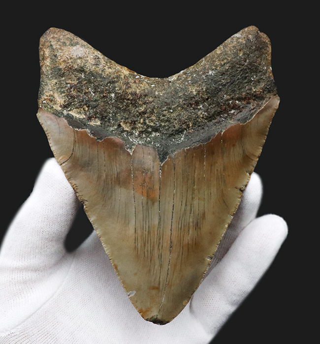 ハンターからの一次標本！１００％ナチュラルであることが確認されているメガロドン（Carcharocles megalodon）の美しい歯化石（その1）