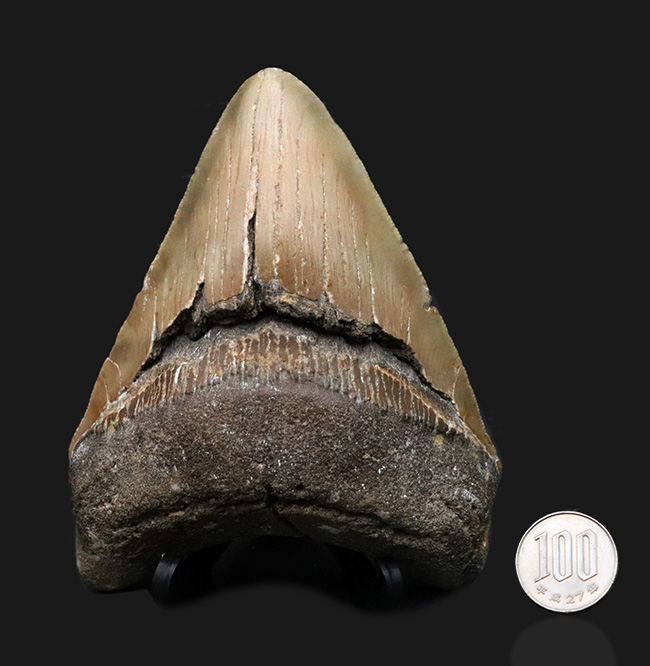 ハンターからの一次標本！１００％ナチュラルであることが確認されているメガロドン（Carcharocles megalodon）の美しい歯化石（その10）