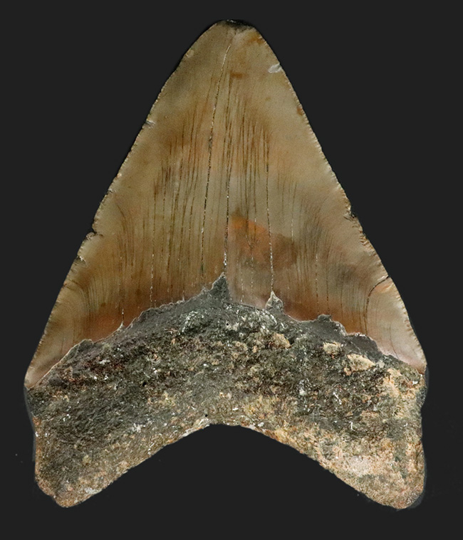 ハンターからの一次標本！１００％ナチュラルであることが確認されているメガロドン（Carcharocles megalodon）の美しい歯化石（その2）