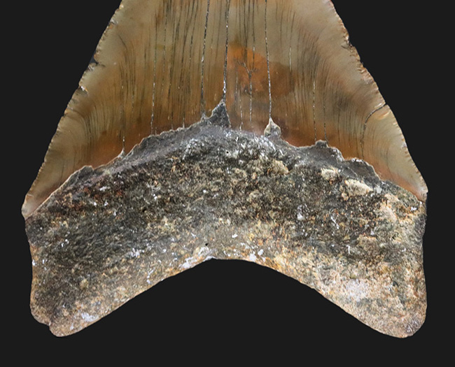 ハンターからの一次標本！１００％ナチュラルであることが確認されているメガロドン（Carcharocles megalodon）の美しい歯化石（その4）