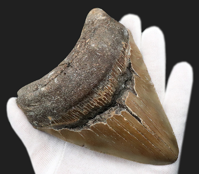 ハンターからの一次標本！１００％ナチュラルであることが確認されているメガロドン（Carcharocles megalodon）の美しい歯化石（その5）