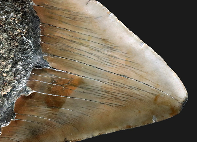 ハンターからの一次標本！１００％ナチュラルであることが確認されているメガロドン（Carcharocles megalodon）の美しい歯化石（その7）