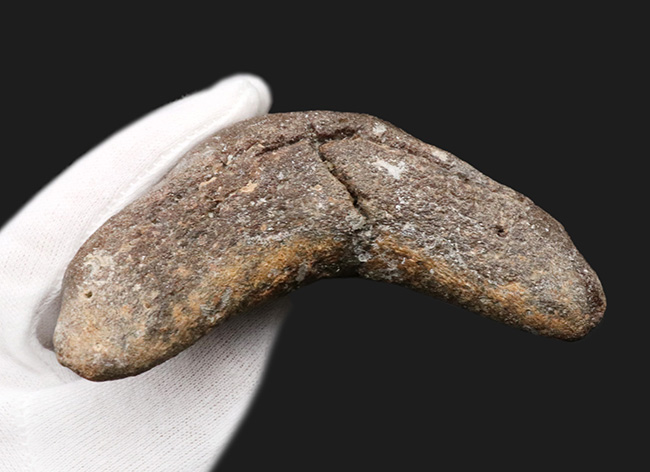ハンターからの一次標本！１００％ナチュラルであることが確認されているメガロドン（Carcharocles megalodon）の美しい歯化石（その8）