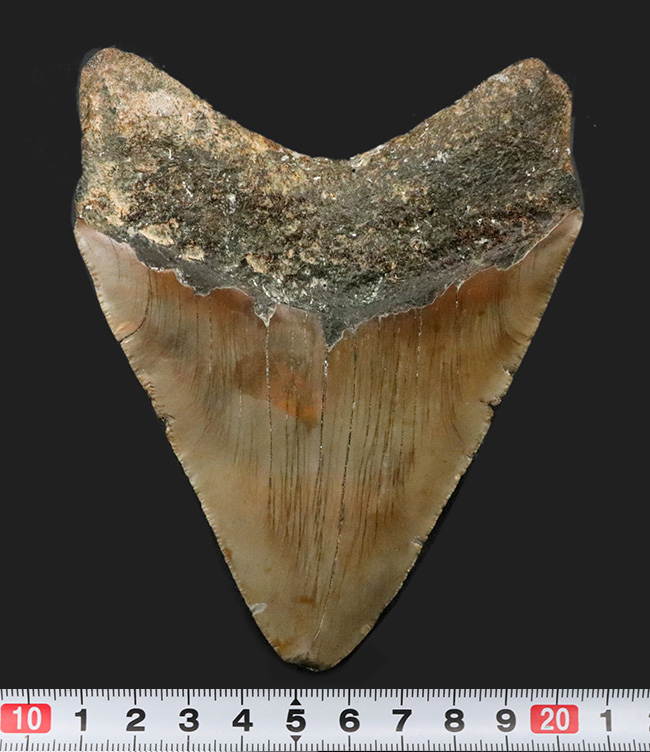 ハンターからの一次標本！１００％ナチュラルであることが確認されているメガロドン（Carcharocles megalodon）の美しい歯化石（その9）