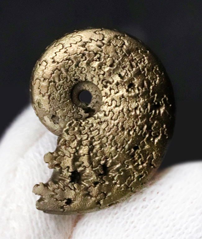 縫合線が美しい、フランス・アヴェロン産の黄鉄鉱化アンモナイト（Ammonite）（その2）