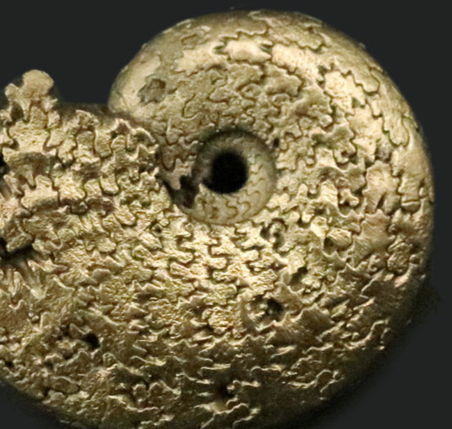 縫合線が美しい、フランス・アヴェロン産の黄鉄鉱化アンモナイト（Ammonite）（その5）