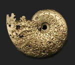 縫合線が美しい、フランス・アヴェロン産の黄鉄鉱化アンモナイト（Ammonite）