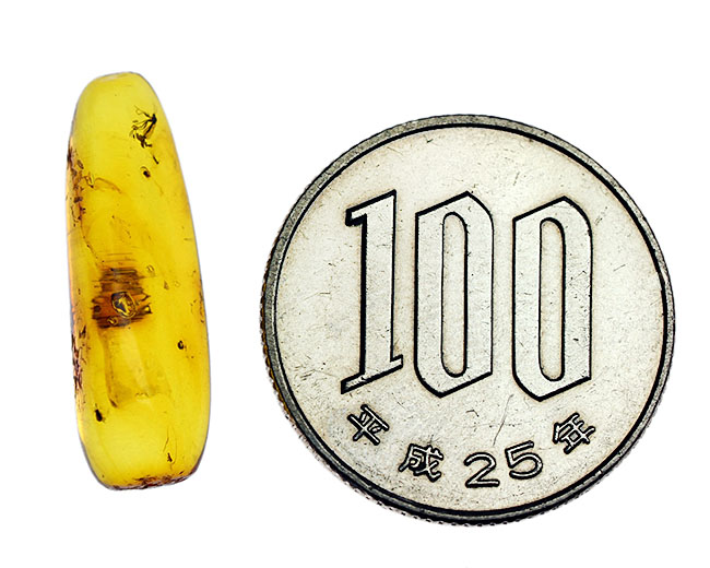 ルーペをご用意ください!なんとキノコバエが産卵をしている現場が保存されたバルティックアンバー(その12)