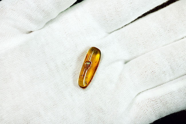 ルーペをご用意ください!なんとキノコバエが産卵をしている現場が保存されたバルティックアンバー(その7)