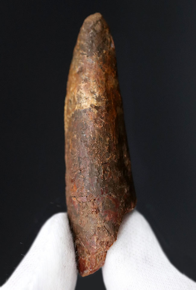 白亜紀肉食恐竜、スピノサウルス(Spinosaurus)の歯化石(その2)