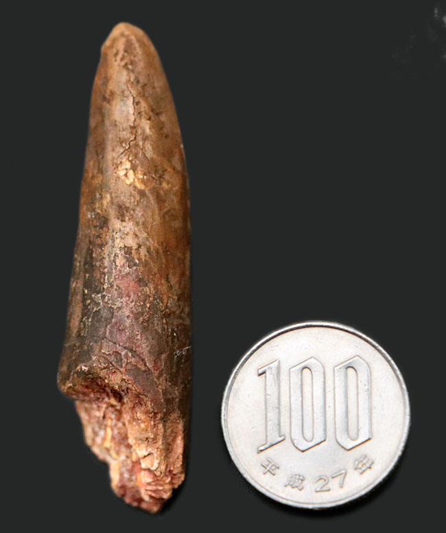 白亜紀肉食恐竜、スピノサウルス(Spinosaurus)の歯化石(その7)