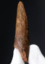 恐竜の化石 卵 足跡 歯 皮膚 骨 販売通販 化石seven