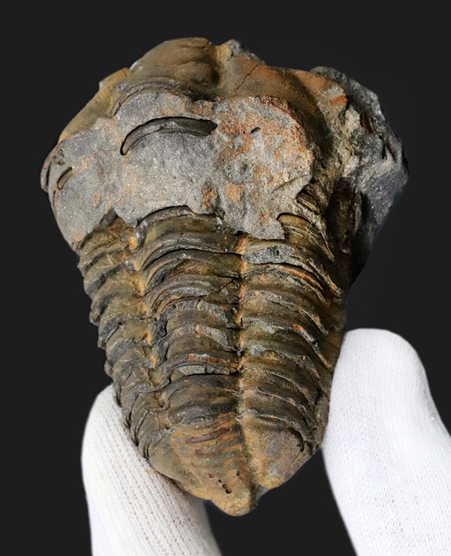 ジオラマのような味わいが秀逸な、モロッコ産の分厚い三葉虫、ディアカリメネ(その2)