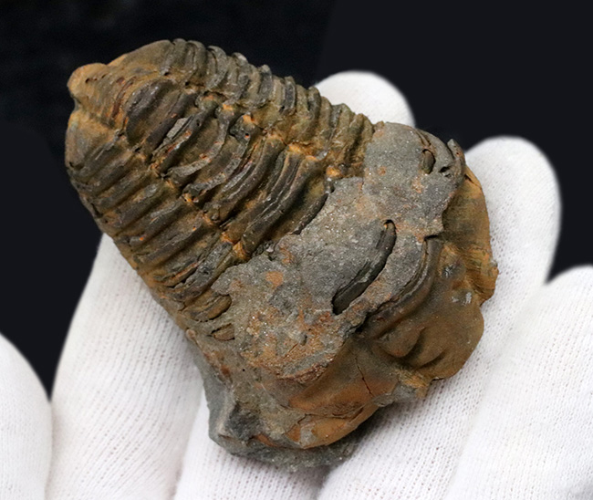 ジオラマのような味わいが秀逸な、モロッコ産の分厚い三葉虫、ディアカリメネ(その5)