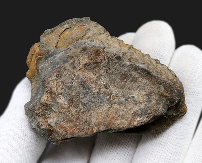 ジオラマのような味わいが秀逸な、モロッコ産の分厚い三葉虫、ディアカリメネ(その6)