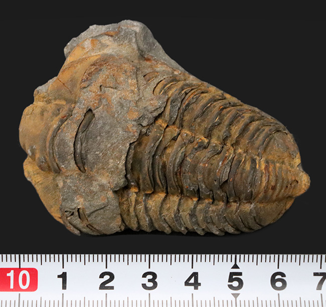 ジオラマのような味わいが秀逸な、モロッコ産の分厚い三葉虫、ディアカリメネ(その7)
