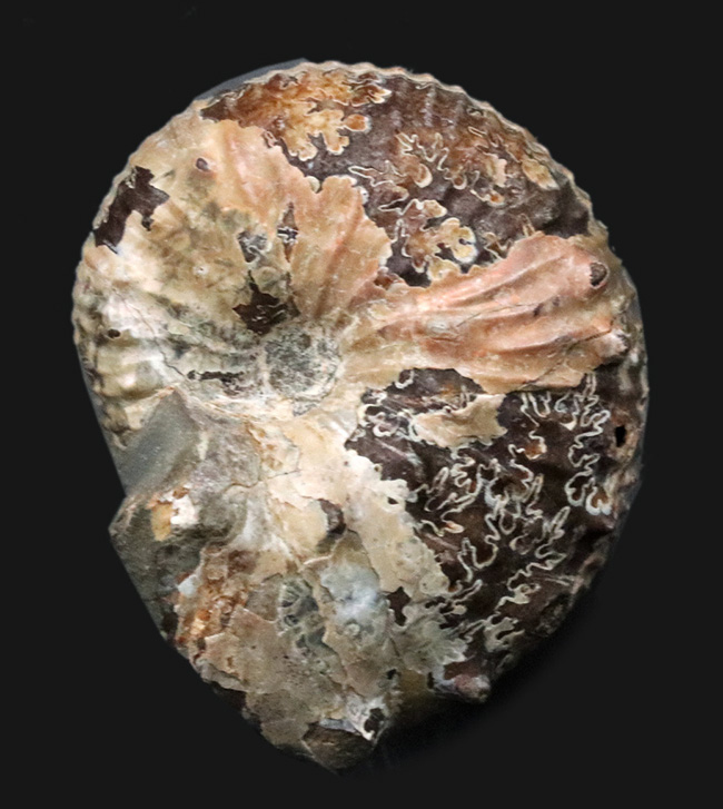 米国サウスダコタ州フォックスヒルズ層より採集された白亜紀後期のアンモナイト、ディスコスカフィテス・コンラディ（Discoscaphites conradi）の化石（その1）