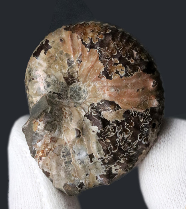 米国サウスダコタ州フォックスヒルズ層より採集された白亜紀後期のアンモナイト、ディスコスカフィテス・コンラディ（Discoscaphites conradi）の化石（その3）