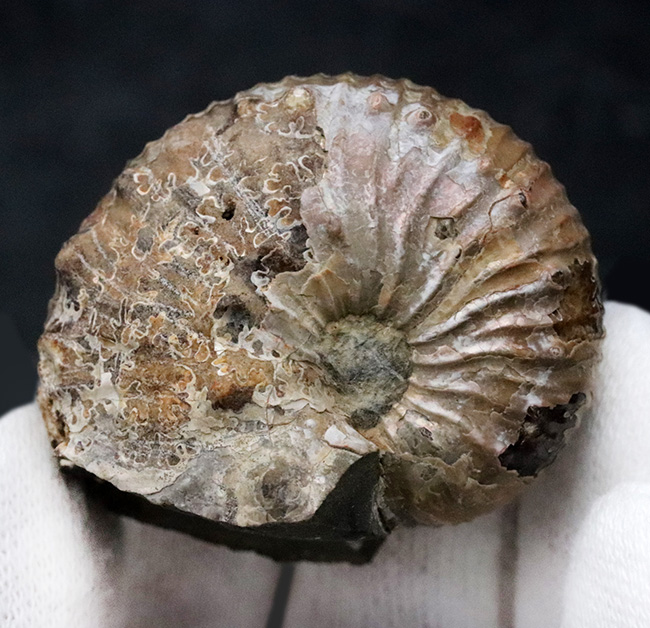 米国サウスダコタ州フォックスヒルズ層より採集された白亜紀後期のアンモナイト、ディスコスカフィテス・コンラディ（Discoscaphites conradi）の化石（その4）