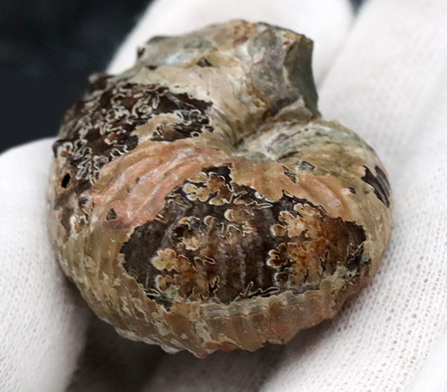 米国サウスダコタ州フォックスヒルズ層より採集された白亜紀後期のアンモナイト、ディスコスカフィテス・コンラディ（Discoscaphites conradi）の化石（その6）