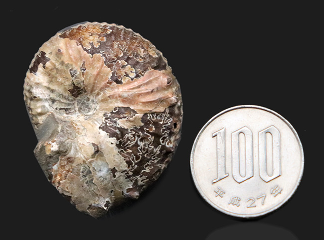 米国サウスダコタ州フォックスヒルズ層より採集された白亜紀後期のアンモナイト、ディスコスカフィテス・コンラディ（Discoscaphites conradi）の化石（その9）
