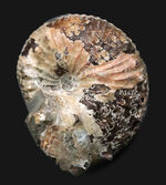 米国サウスダコタ州フォックスヒルズ層より採集された白亜紀後期のアンモナイト、ディスコスカフィテス・コンラディ（Discoscaphytes conradi）の化石