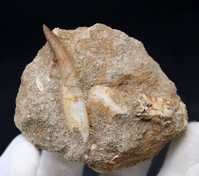 美しいエナメル質が保存！首長竜、エラスモサウルス（Elasmosaurus）の歯化石。母岩には顎骨の一部があり！（その2）